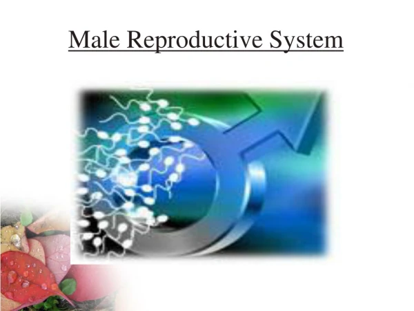 Male Reproductive System