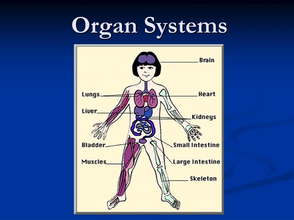 organ systems