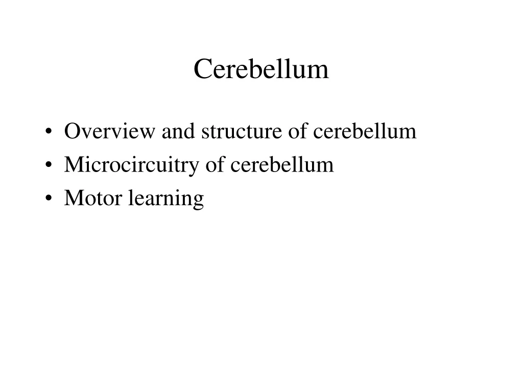 cerebellum