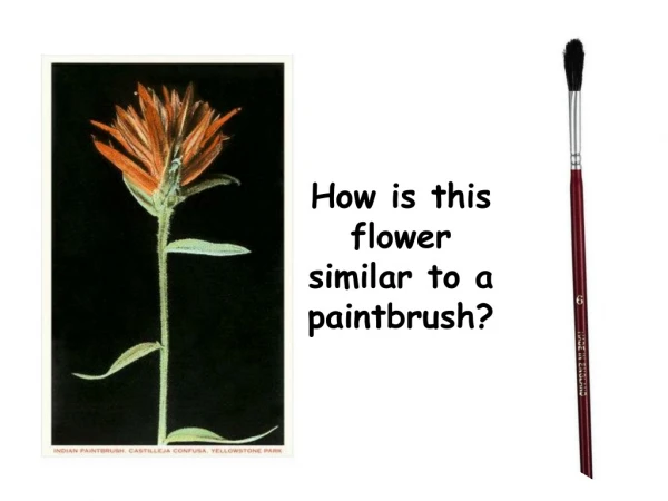 How is this flower similar to a paintbrush?