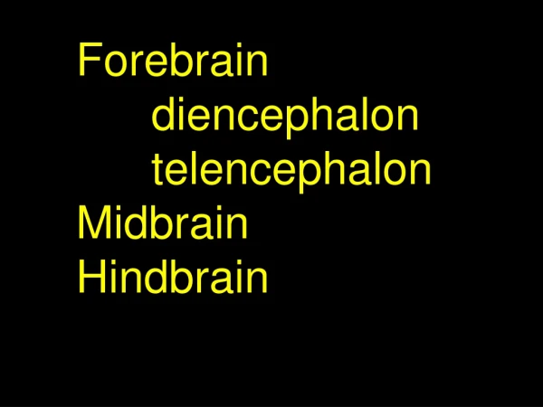Forebrain       diencephalon       telencephalon Midbrain Hindbrain