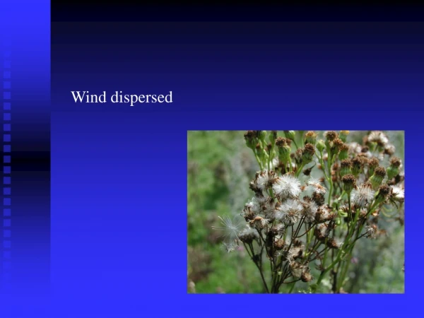 Wind dispersed