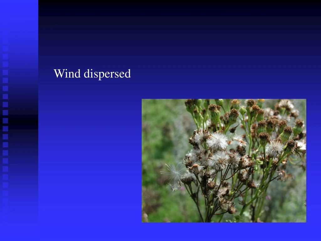 wind dispersed