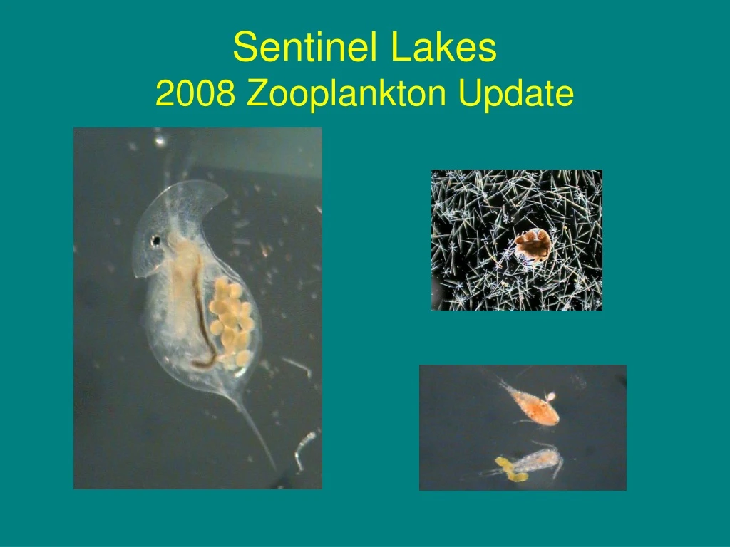 sentinel lakes 2008 zooplankton update