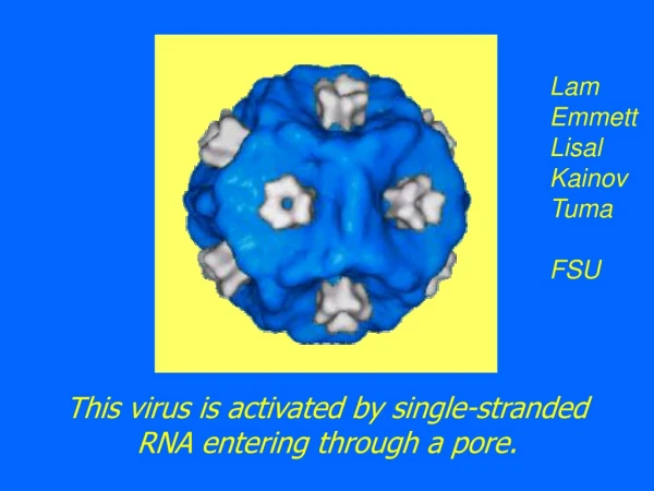 This virus is activated by single-stranded RNA entering through a pore.