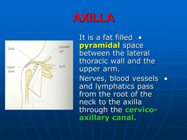 AXILLA