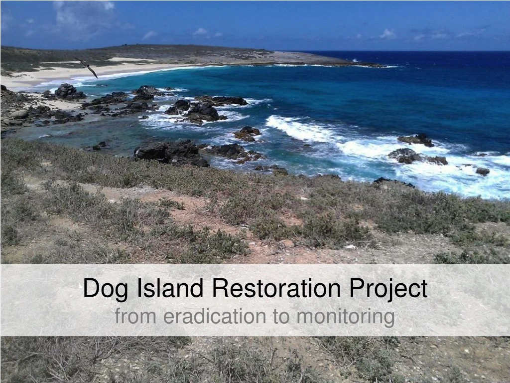 dog island restoration project from eradication to monitoring