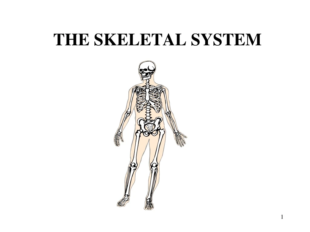 the skeletal system