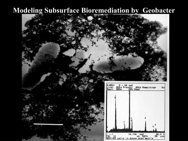 Modeling Subsurface Bioremediation by  Geobacter