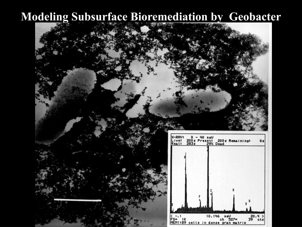 modeling subsurface bioremediation by geobacter