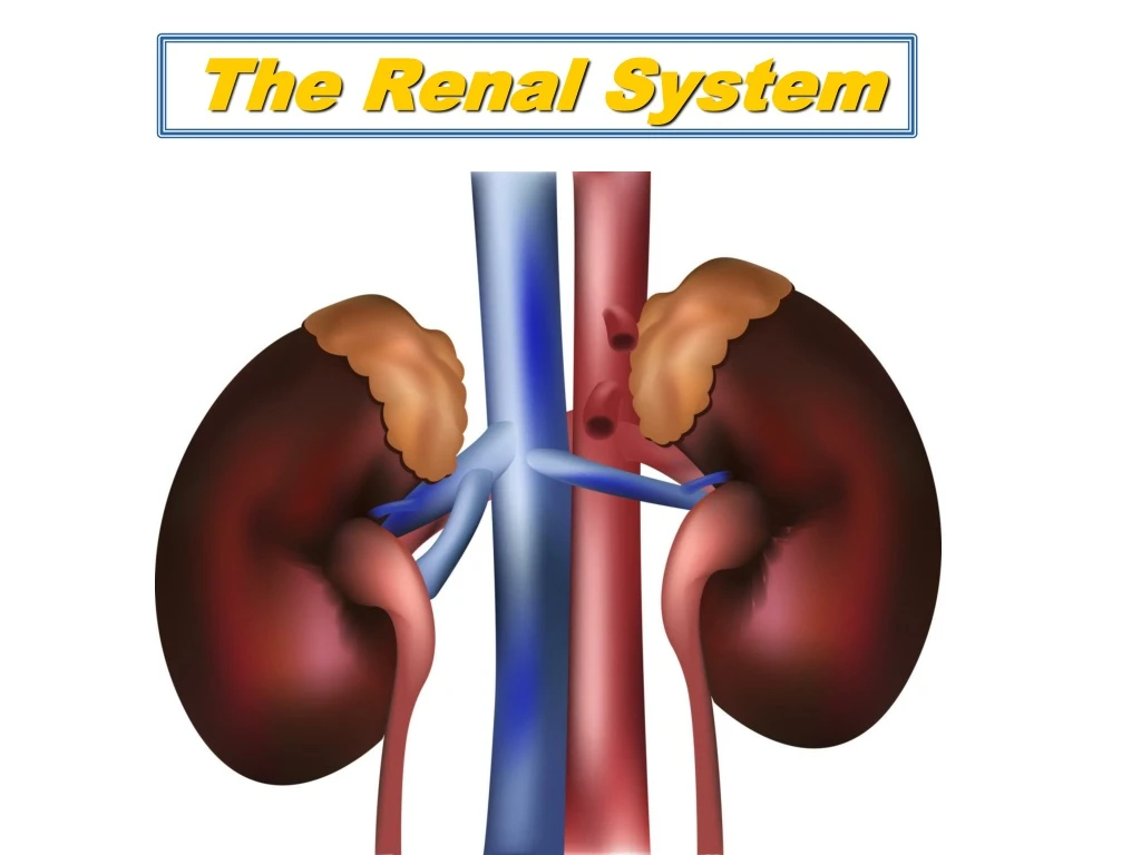 the renal system