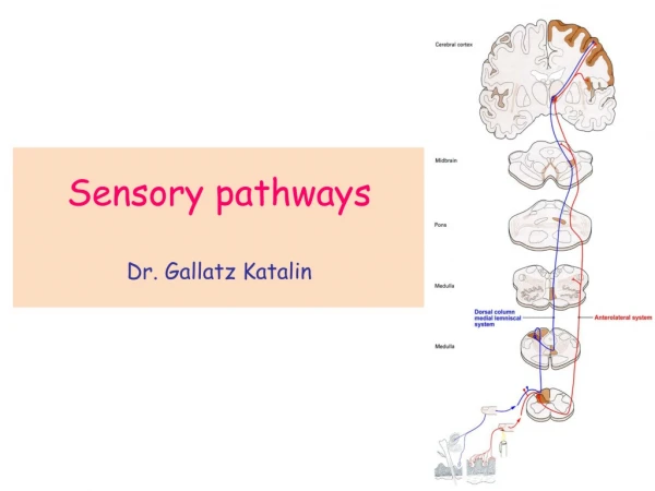 Sensory pathways Dr. Gallatz Katalin