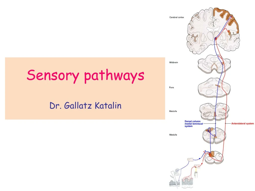 sensory pathways dr gallatz katalin