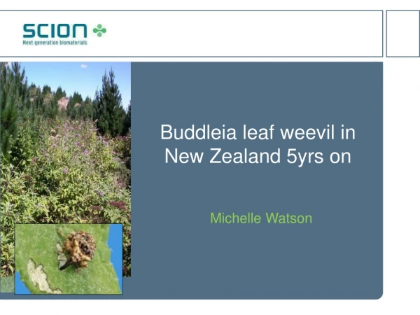 Buddleia leaf weevil in  New Zealand 5yrs on