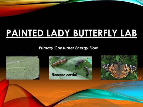 Painted Lady Butterfly Lab