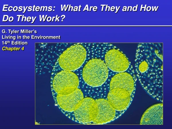 Ecosystems:  What Are They and How Do They Work?