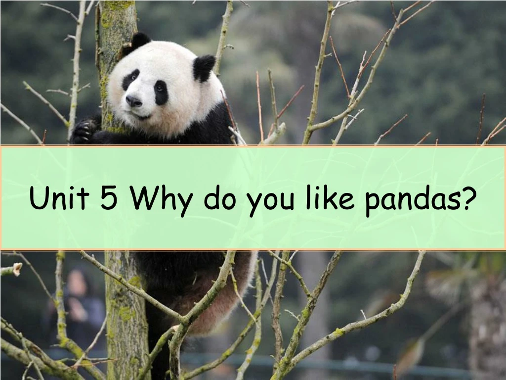 unit 5 why do you like pandas