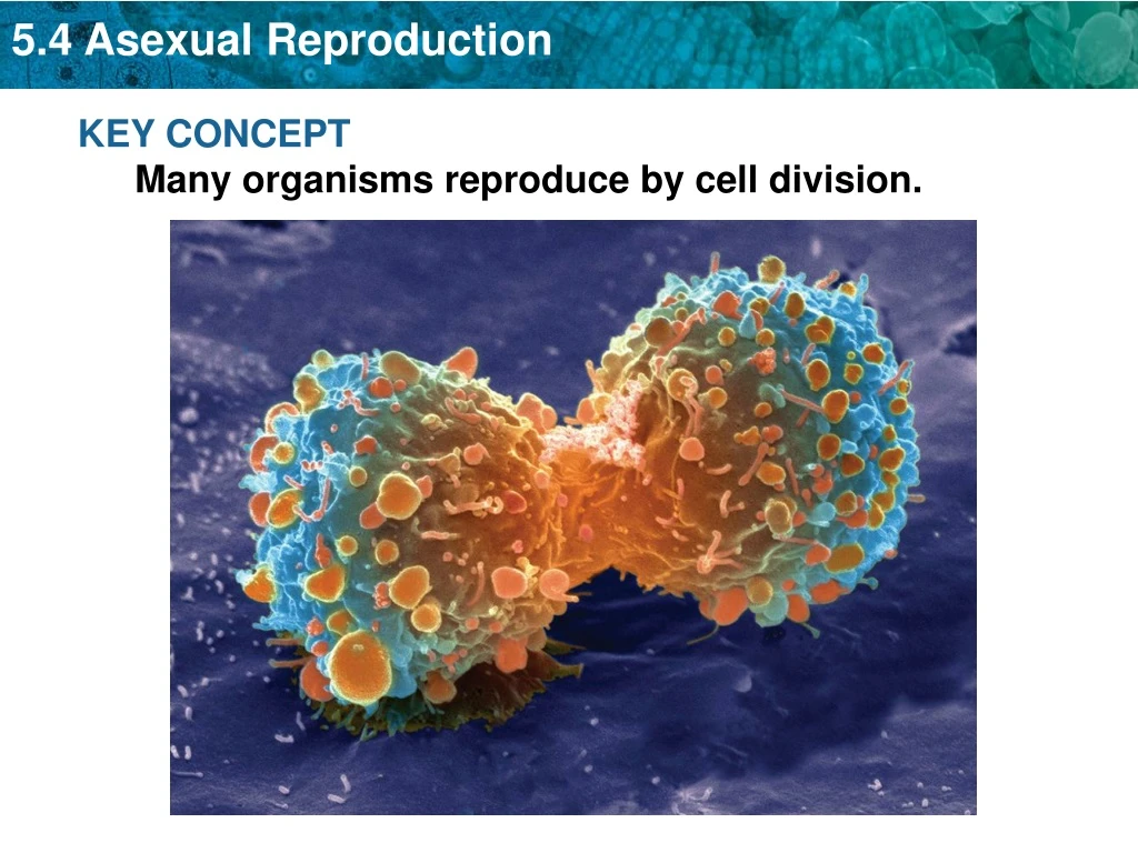 key concept many organisms reproduce by cell