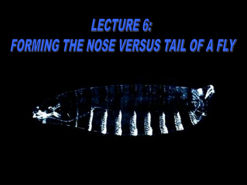 lecture 6 forming the nose versus tail of a fly