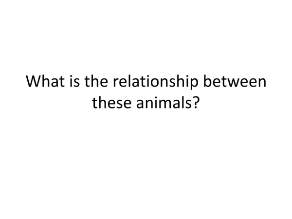 What is the relationship between these animals?
