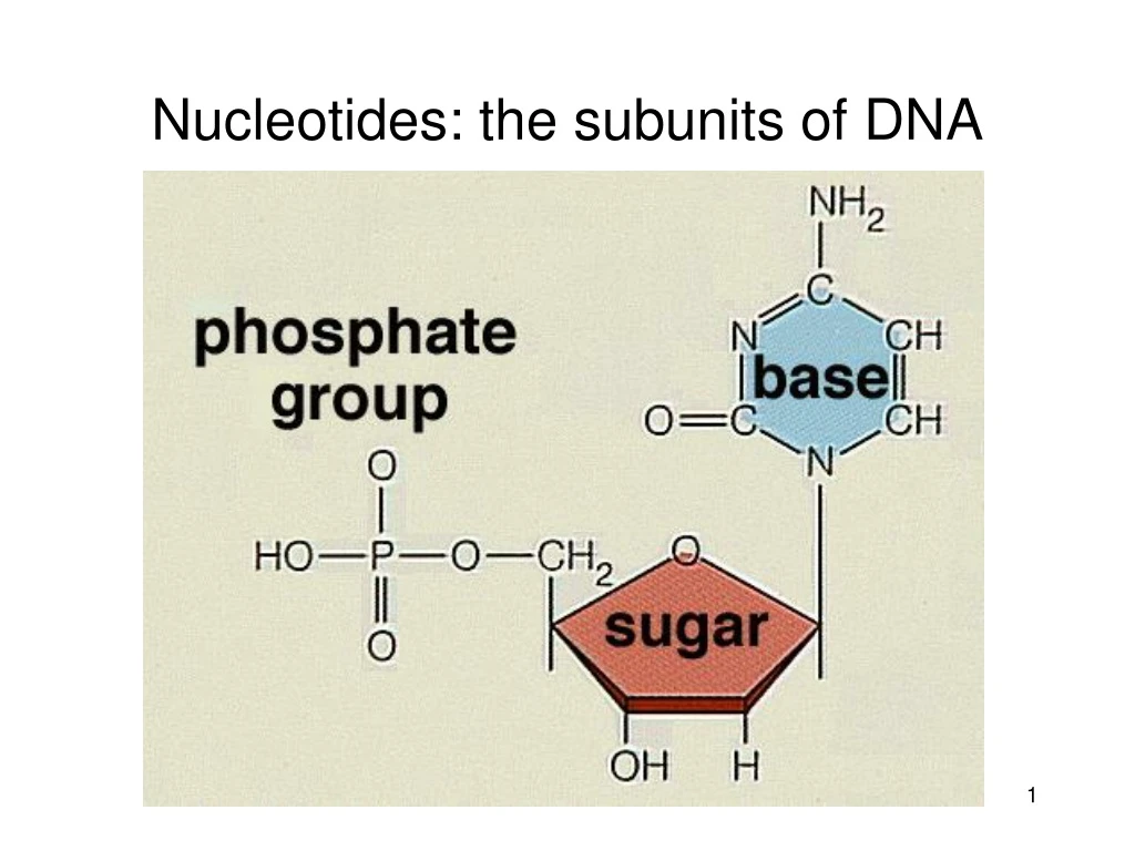 nucleotides the subunits of dna