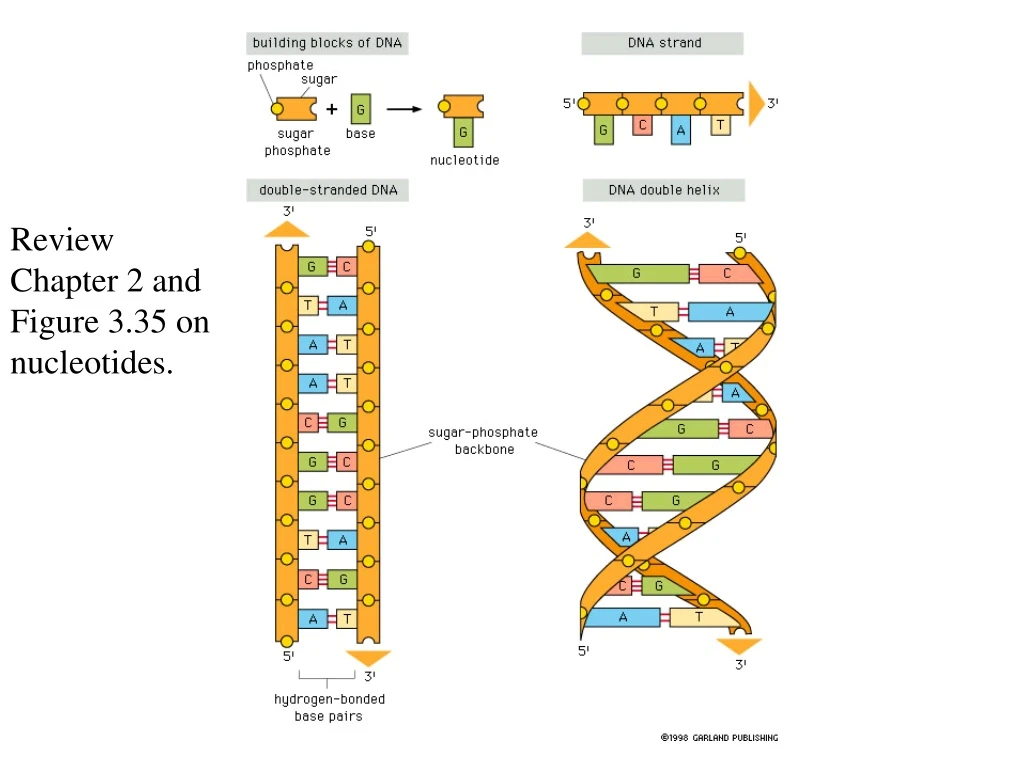 review chapter 2 and figure 3 35 on nucleotides