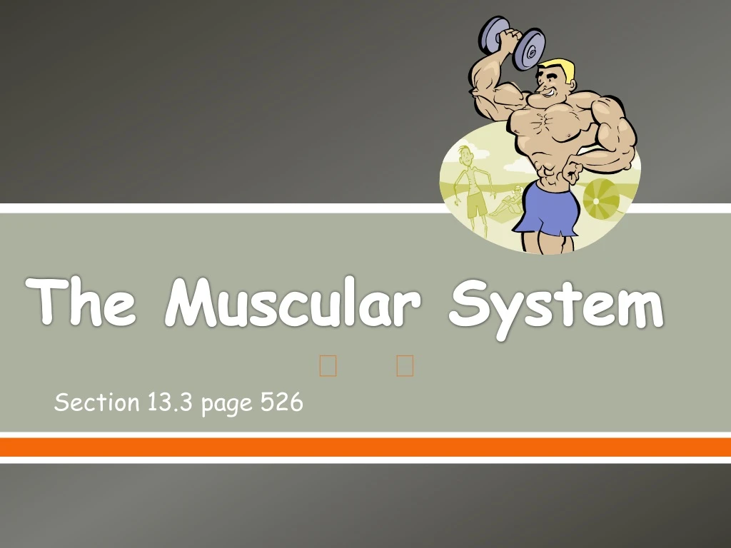 the muscular system