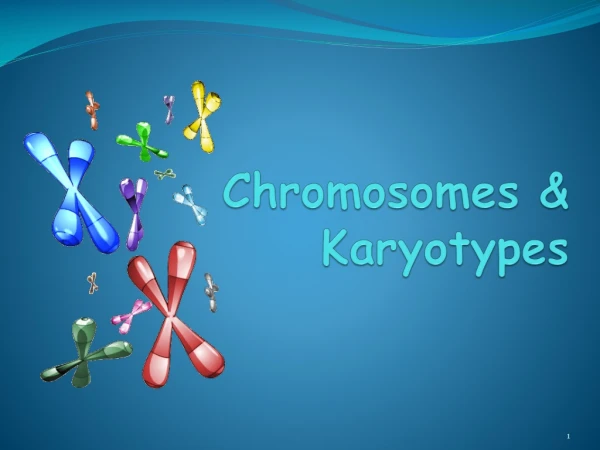 Chromosomes &amp; Karyotypes