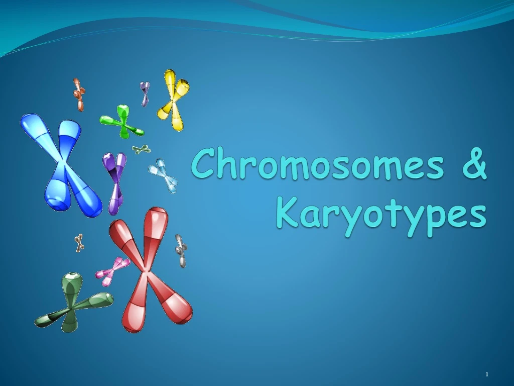 chromosomes karyotypes