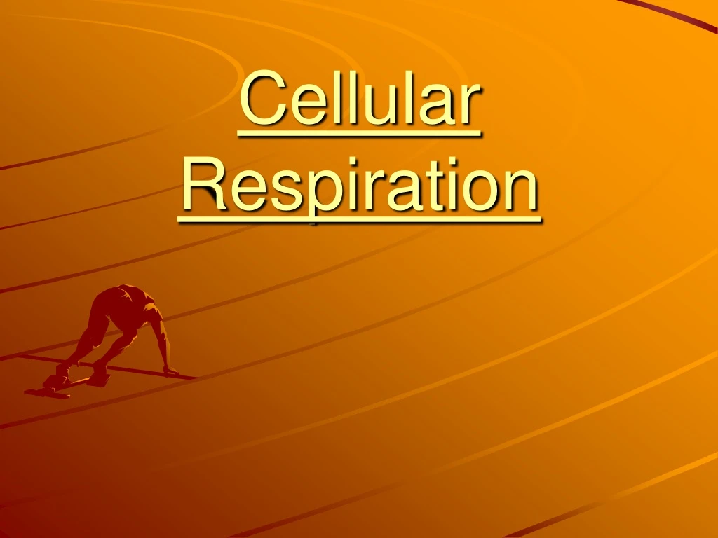 cellular respiration