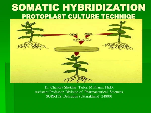 SOMATIC HYBRIDIZATION PROTOPLAST CULTURE TECHNIQE