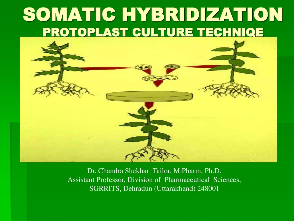 somatic hybridization protoplast culture techniqe