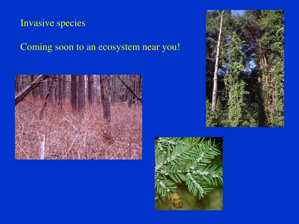 invasive species coming soon to an ecosystem near
