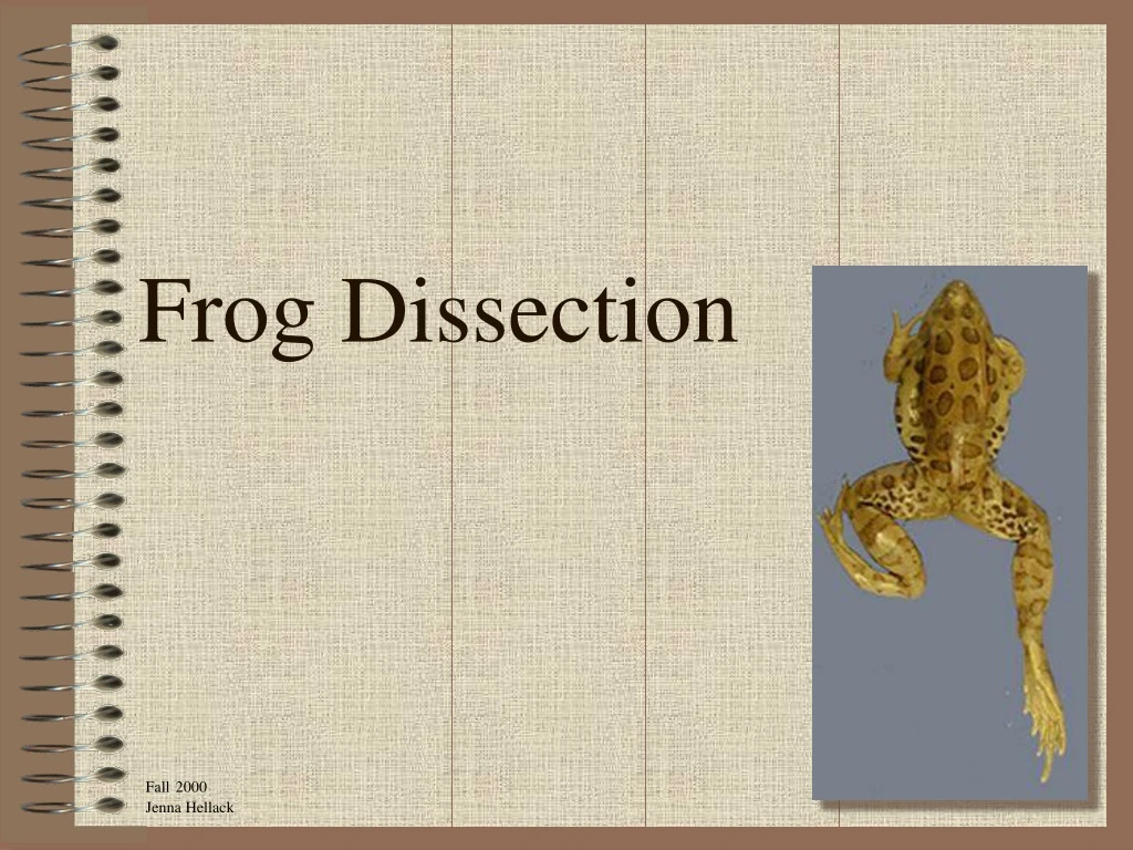 frog dissection