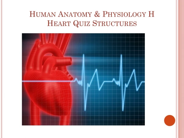 Human Anatomy &amp; Physiology H Heart Quiz Structures