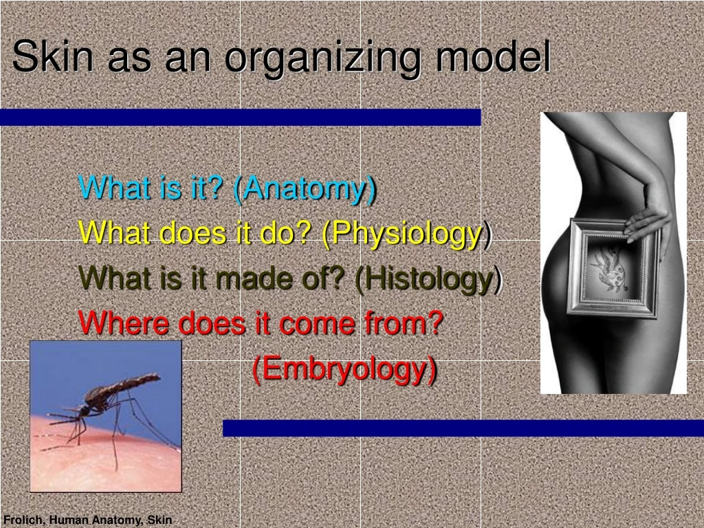 skin as an organizing model