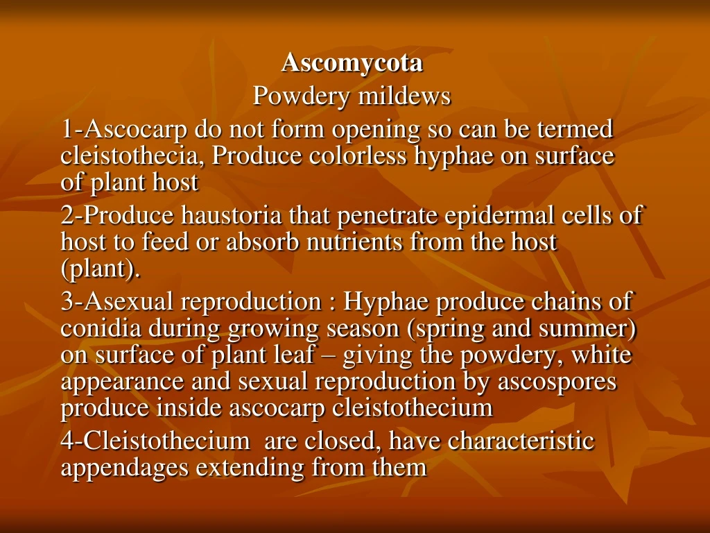 ascomycota powdery mildews 1 ascocarp do not form