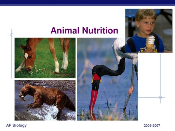 Animal Nutrition