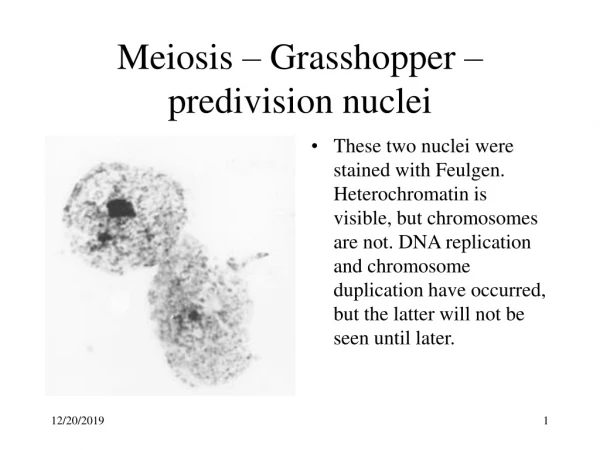 Meiosis – Grasshopper –predivision nuclei