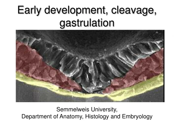 Earl y  development , c leavage ,  gastrulatio n