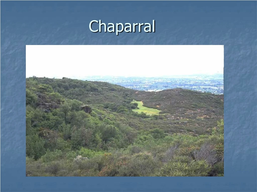 chaparral