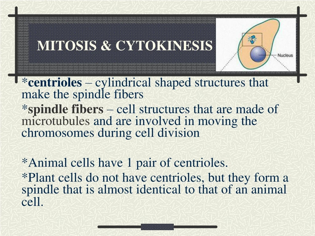 mitosis cytokinesis