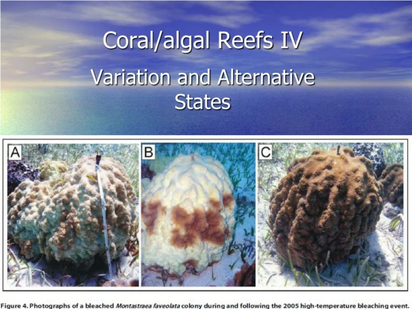 Coral/algal Reefs  IV