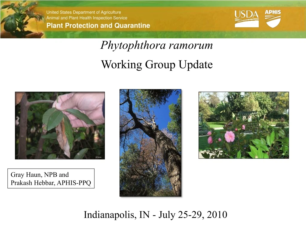 phytophthora ramorum working group update