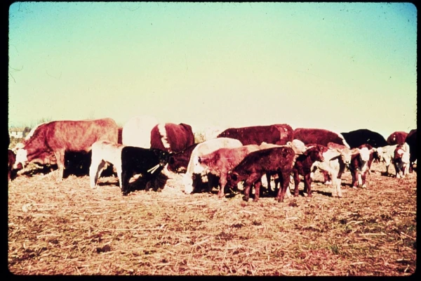 Feeder Cattle Grading