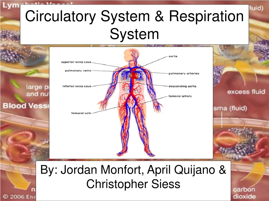 circulatory system respiration system