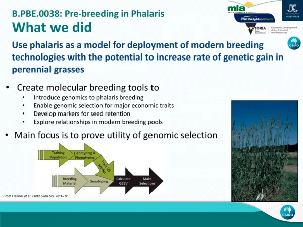 B.PBE.0038: Pre-breeding in Phalaris What we did