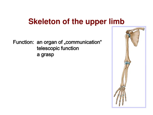 Skeleton of the upper limb
