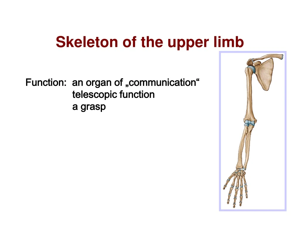 skeleton of the upper limb