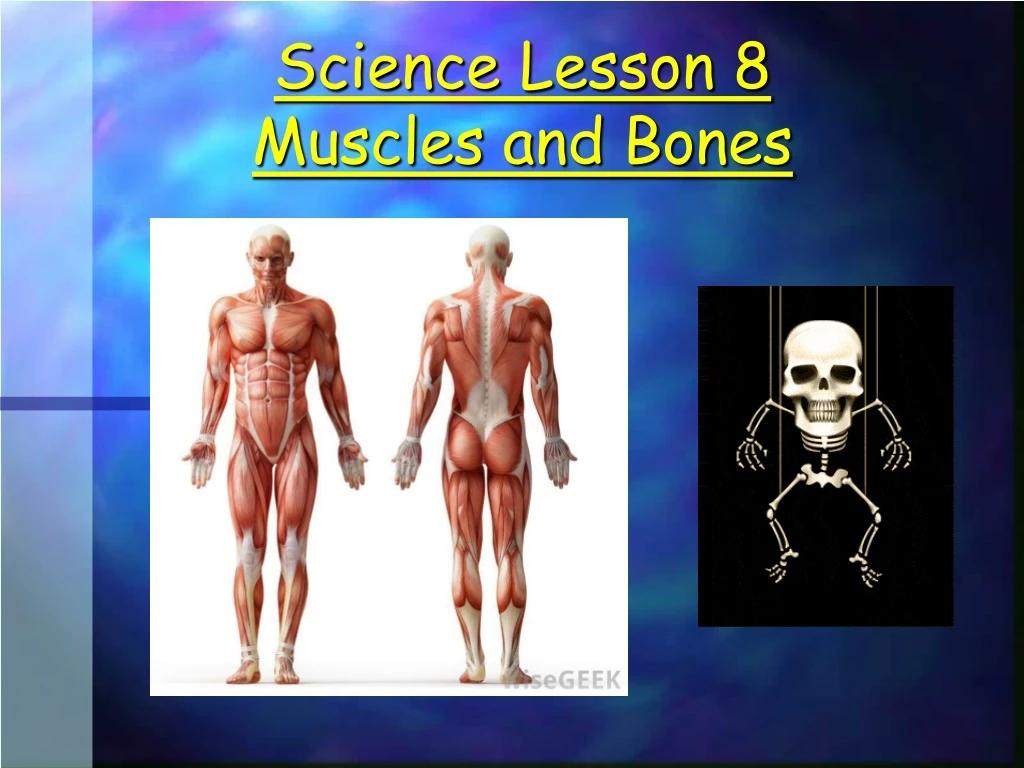 science lesson 8 muscles and bones
